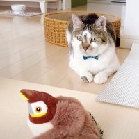 ママが２匹の猫におもちゃを買ったら→興味しんしんだったのに…まさかの『思ってたんと違う反応』に「猫あるあるｗ」「名前呼んだらくるのすごい」