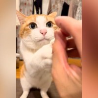 ごはんをあげようとしたら、愛猫が真顔で立ち上がり…圧が強すぎる『まさかの光景』が35万再生「えっぐい可愛い」「最初の鳴き声かわいすぎ」