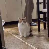 夕ご飯を楽しみに待つ猫→『できましたよ』と声をかけると…胸キュン必至の『可愛すぎる光景』が5万再生「ノールックでｗ」「たまらん」