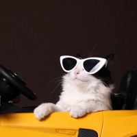 「サングラスをかけてドライブを楽しむ猫」が、小さな町で大人気に！英国