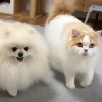 猫と犬に久しぶりに『一緒に寝よう』と伝えたら…あまりにも『愛おしい瞬間』に癒される人が続出「うらやましい」「めっちゃ癒された」