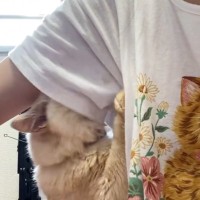 飼い主さんの『脇の下』が好きすぎる猫…想像を超える『まさかの光景』に爆笑の声続出「脇フェチで笑ったｗ」「人だったら変態ｗ」と16万表示