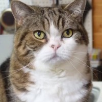 『18歳を迎えた猫』→数年来の涙やけがキレイになった結果…劇的なビフォーアフターに感動の声続出「愛情の賜物」「本当にスッキリしてる」