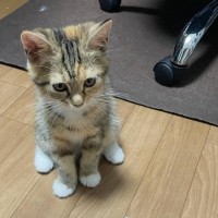 こんなにも小さかった子猫が、『１年後』になると…すてきなビフォーアフターに「どちらも可愛すぎ」「優雅なお姉様になったねｗ」と反響