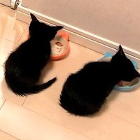 並んでご飯を食べていた２匹の赤ちゃん猫→７年たった結果…『まさかの光景』が160万表示「後ろ姿かわいい」「いつまでも仲良しって素敵」
