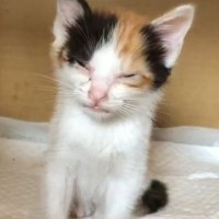 びしょ濡れになっていた『ボロボロの子猫』を保護した結果…6年が経過した『現在の姿』に感動の声が続出「すごく美猫」「愛情いっぱいだね」