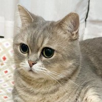 猫に構ってほしくて手を伸ばしたら、『ノールック』で…思わず笑っちゃう『可愛すぎる瞬間』が77万表示「スンとした顔が可愛いｗ」「笑った」