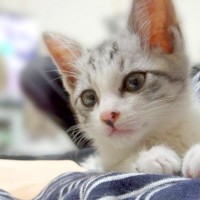 マンションの駐車場で鳴いていた“ひとりぼっちの子猫”…幸せになった12年後の『うちのコ記念日』に「家族になりたくてやってきたんだね」