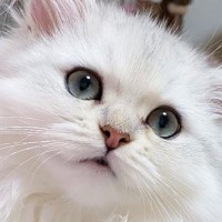 『長ーい耳毛』が特徴的な猫→ツインテールをしているかのような『可愛すぎる形』が30万表示「天使の羽みたい」「お人形さんかと思った」