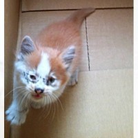 『ボロボロだった保護子猫』の13年後…とんでもなく貫禄のある『現在の様子』がカッコよすぎると200万表示「男爵みたい」「王者の風格」