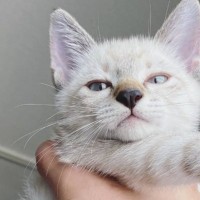 飼い主さんに抱っこされる小さな子猫→『成長後の様子』を見てみると…赤ちゃんのように尊すぎる姿が75万表示「ずっと赤ちゃんだよね」「可愛い」