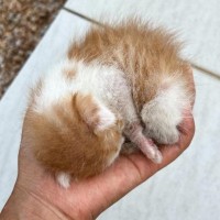 手のひらに収まるほど小さかった子猫→家族になり『約1年』が経過したら…予想外の光景が笑っちゃうと15万表示「2発もｗ」「後ろから突然ｗ」