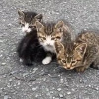 『道の真ん中で身を寄せ合っていた子猫たち』を保護したら…涙あふれる『まさかの結末』に反響「本当に信じられない事が…」「幸せすぎる」