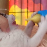 ミルクをもらっている赤ちゃん猫→『耳』を見てみたら…あまりにも『可愛すぎる動き』が200万再生「飲むたびに耳が…」「耳がたまらん」