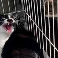 新入り猫に『威嚇されてばかりだった先住猫』→根気強く待った結果…2年後の『まさかの光景』に涙がでると61万再生「感動」「尊くて泣いた」
