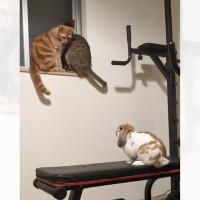 仲良しな猫が届かない場所に上っていったら、うさぎは…あまりにも愛おしすぎる瞬間が81万再生「そばにいたいんだね」「自分も猫だと思ってそう」