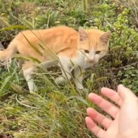 草むらでさまよう『やせ細った野良猫』に手を差し出してみたら…涙あふれる『まさかの展開』に反響「本当に良かった」「ありがとう」