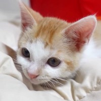 けがのトラウマや成長のおくれを乗り超えた保護子猫…巣立ち前の『変化』に感動の声「君の未来は明るい」「すっかり立派になったね」