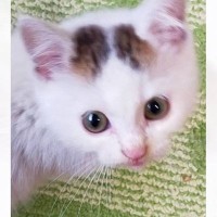八の字眉毛が可愛い『きゅるるんお目目な赤ちゃん猫』が今では……予想外の『ビフォーアフター』に爆笑の声「立派になったねｗ」「吹いた」