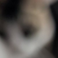 『ボニャールだぁ〜！』と思って慌てて撮影した猫の飼い主さん→写っていたのは…『思わぬ光景』に爆笑「ボヤール」「プライバシー保護」