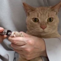 爪切り中の猫→抵抗するかと思いきや……『嘘みたいな反応』に"大爆笑"116万表示「真の真顔ｗｗ」「悟ってらっしゃるｗ」と話題に