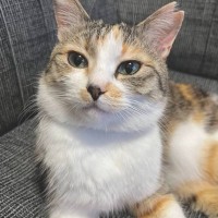 ソファに座っている猫の『おてて』を見てみたら……あまりにも尊い『まさかの形』が12万表示の反響「めっちゃ良い」「可愛すぎる」