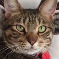 鹿がプリントされたクッションの前にいる『猫』を見てみたら…まさかの『奇跡的すぎる瞬間』が122万表示「トニャカイ」「違和感が仕事してない」