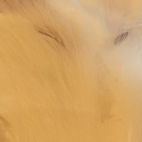 狭いケースの中に『白猫』が入った結果…みっちり詰まる『砂糖のような光景』が可愛すぎると60万表示「猫は液体」「癒された」