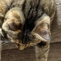 『ソファでくつろぐ猫』を見てみたら…あまりにも『やる気がなさそうな体勢』が笑っちゃうと116万表示「可愛すぎるｗ」「起きてたｗ」