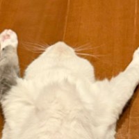 『廊下大好きな猫』が廊下に出た結果…思わず笑っちゃう『まさかの姿』に1万6000いいね「好きすぎｗｗ」「ひんやりしてて最高だよね」