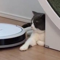 『ロボット掃除機が向かってきたら』、猫は……あまりにもカッコよすぎる『まさかの対応』が119万表示「惚れるｗ」「大人の対応ｗ」