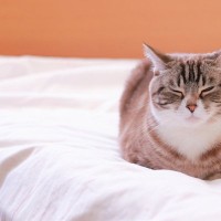 猫の気持ちは『座り方』からもわかる？4つのパターン別に見る猫の心理