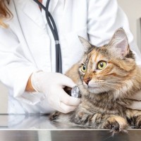 猫の『重症無筋力症』って何？症状やなりやすい猫種、対処法を解説