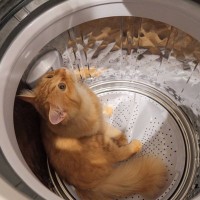 猫の『洗濯機』にまつわるトラブル5選　気づかず洗濯してしまった事例も…