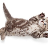 猫が床に寝転んで『くねくね』しているときの心理3つ　放置しないほうがいい場合も