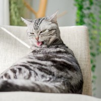 猫の被毛が『毛割れ』を起こす理由4選　改善のためにできることは