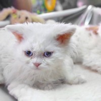 猫の『被毛のタイプ』は全部で4種類！代表的な猫種や最適なお手入れ道具を解説