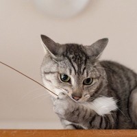 猫の『おもちゃ』は定期的に洗濯したほうがいい？猫おもちゃのメンテが大事な3つの理由と手入れのポイント