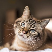 猫は密かに家族を『ランク付け』している？！愛猫の態度ににじみ出る格付け行動5選