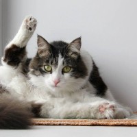 猫たちの大切な『モーニングルーティン』5選　1日のスタートを切るため毎朝やっている習慣とは？