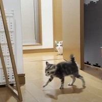 保護子猫のことが気になる先住猫→遠くから観察する様子を見ていたら…『まさかの展開』に爆笑の声「家政婦は見た状態ｗ」「かわいい親子ｗｗ」