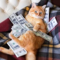 猫を迎えて初めて知る『猫暮らしの理想と現実』4選　“思っていたより…”な、いいこと・困ったこと