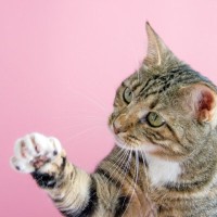 0円で作れる！『うちにあるもので作る猫おもちゃ』3選　じゃらしやボールを手軽にDIY！