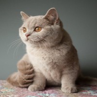 猫だけど“たぬき顔”？『丸っこいフォルムがかわいい猫種』4選　それぞれの性格や特徴をご紹介