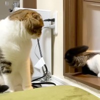 若くしてパパになった猫→息子猫は“世界一パパ大好きっ子”に…尊すぎる『まさかの育児方法』に「優しいパパ最高」「一緒に寝てるのかわいい」