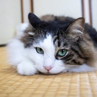 猫との暮らしで『和室』をきれいにキープするには？障子に畳…取るべきつの対策