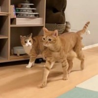 同居猫に『まさかのイタズラ』を仕掛けた猫…爆笑必至の『やり取りの光景』が72万再生「膝カックンみたいなｗ」「イタズラに知性を感じるｗ」