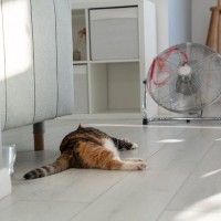猫が快適に過ごせる『夏場の部屋』とは？やっておくべき5つの対策