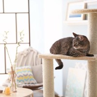 『ひとり暮らし』で猫を迎えるなら…気をつけるべき5つの注意点　日々のお世話や留守番…考えるべきこととは