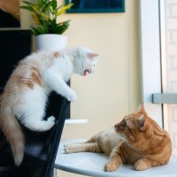 理不尽…！イライラした猫がする『八つ当たり行動』3選　見られたら叱ったほうがいいの？